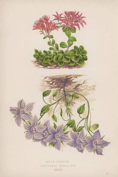 Sedum Spurium; Campanula Barrelieri (farge litho) av English School