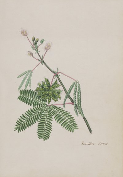 Sensitive Plant, illustrasjon fra et album med dikt, grafitttegninger og akvareller, ca. 1828 (wc på papir) av English School