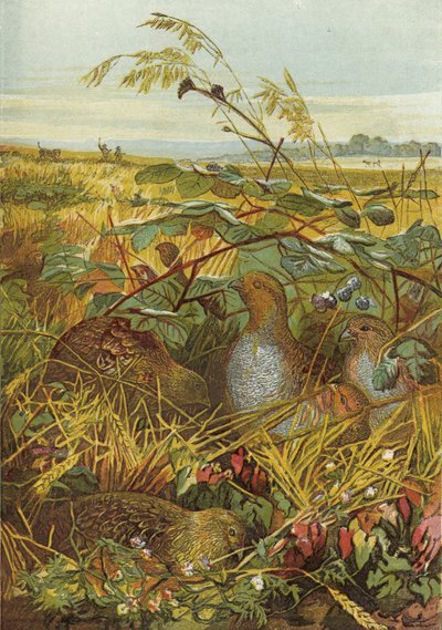 September og oktober, fuglevilt av English School
