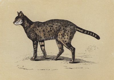 Serval (fargelitografi) av English School