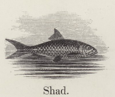 Schatten (Gravur) von English School