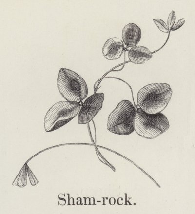 Shamrock (gravering) av English School