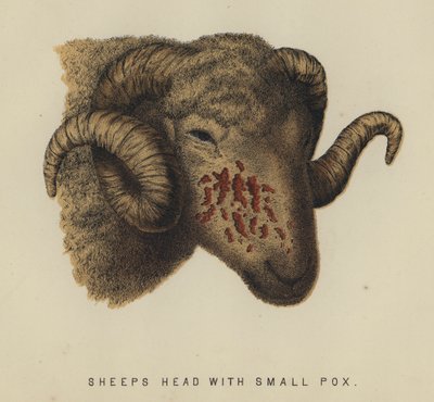 Sauehode med kopper (farge litho) av English School