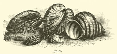 Skjell av English School