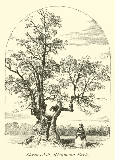 Shrew-Ash, Richmond Park av English School