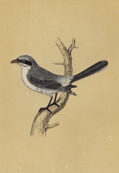 Shrike (fargelitografi) av English School