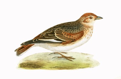 Siberian Lark, illustrasjon fra 
