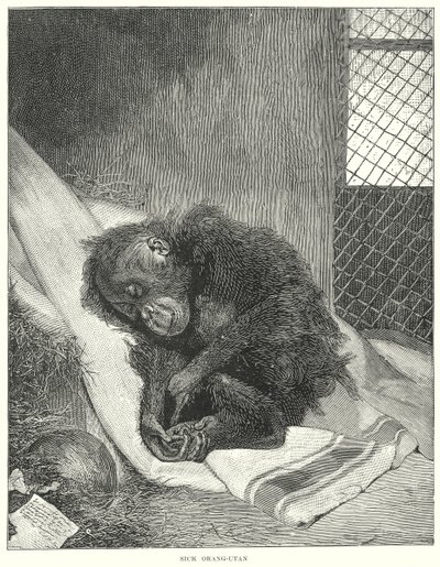 Syk orangutang (gravering) av English School