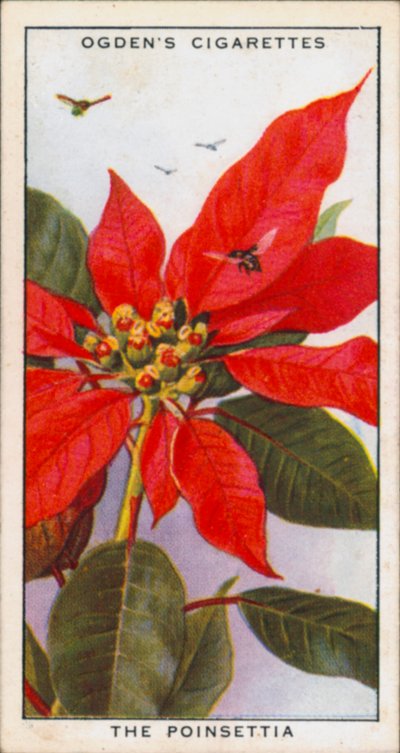 Signalfarben, Verlockend, Pflanzen, Die Poinsettie von English School