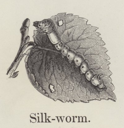 Silkeorm (gravering) av English School