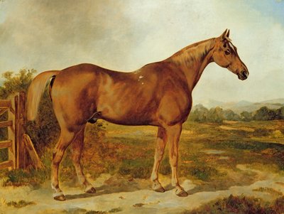 Silvertail, Portrait of a Horse (olje på lerret) av English School