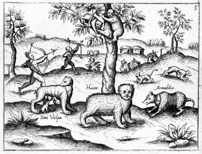 Simi Vulpa, Haute og Armadilio, illustrasjon fra 