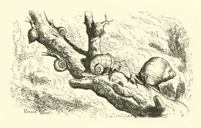 Sechs kleine Schnecken von English School