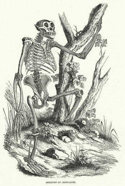 Skjelett av sjimpanse (gravering) av English School