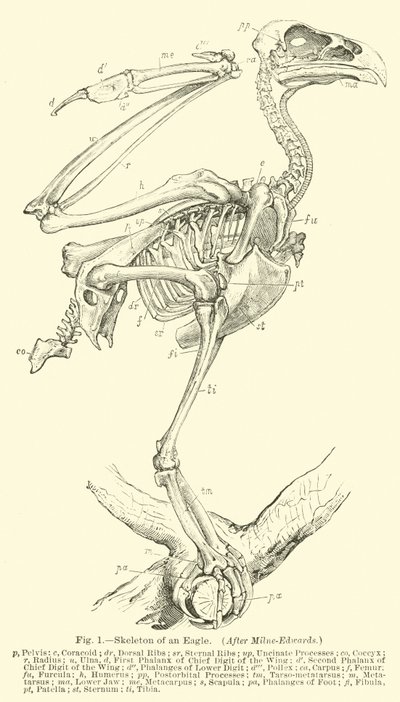 Skeleton of an Eagle, etter Milne-Edwards av English School