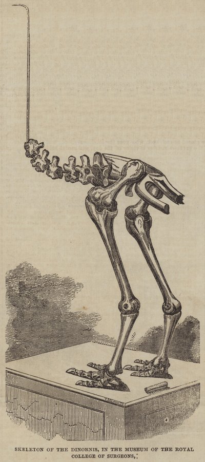 Skeleton of the Dinornis, i Museum of the Royal College of Surgeons (gravering) av English School