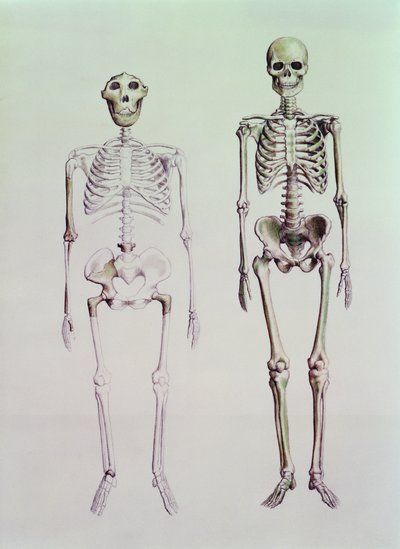 Skjeletter av Australopithecus Boisei og Homo Sapiens av English School