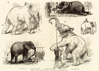 Skisser av Jumbo, den afrikanske elefanten, ved Zoological Gardens av English School