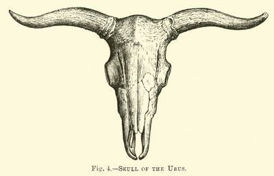 Schädel des Urus von English School