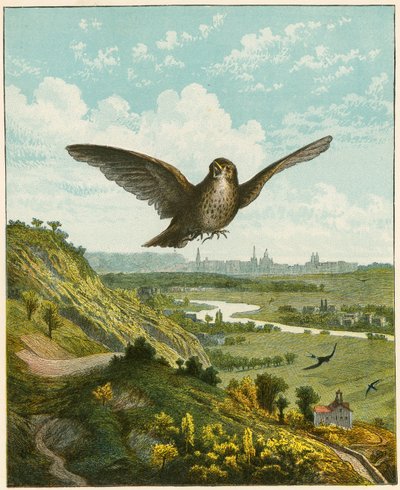 Skylærke av English School