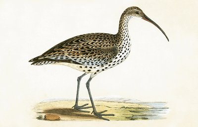 Slender Billed Curlew, illustrasjon fra 
