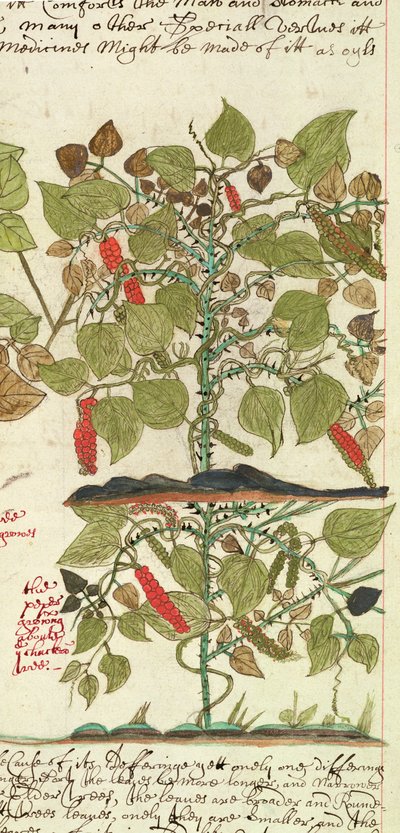 Sloane 4013 f.7 Det. Pepperplante fra 
