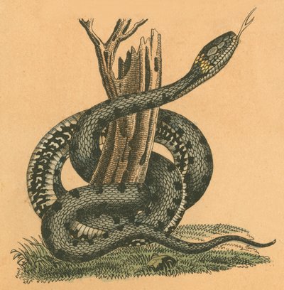 Slange av English School