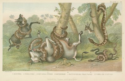 Slanger av English School