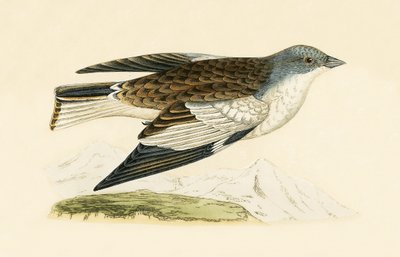 Snow Finch, illustrasjon fra 