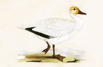 Snow Goose, illustrasjon fra 