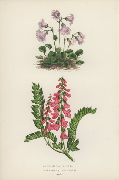 Soldanella Alpina; Hedysarum Obscurum (farge litho) av English School
