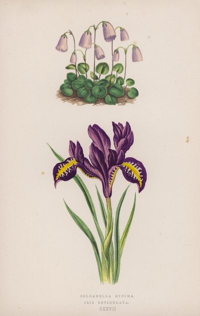 Soldanella Minima; Iris Reticulata (farge litho) av English School
