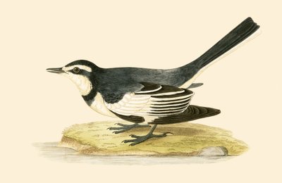 Sombre Wagtail, illustrasjon fra 