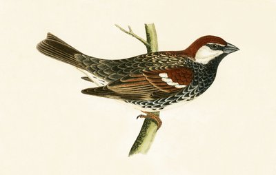 Spanish Sparrow, illustrasjon fra 
