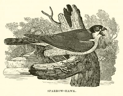 Sparrow-Hawk (gravering) av English School