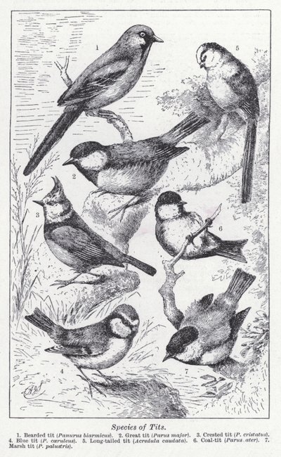 Arter av pupper (litho) av English School
