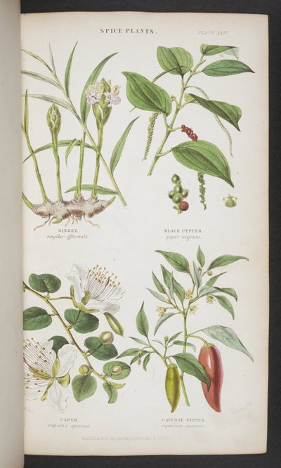 Spice Plants, fra "A Manual of Indian Botany" av English School