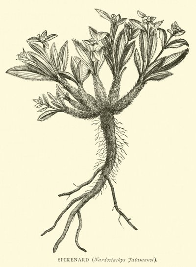 Spikenard, Nardostachys Jatamansi av English School