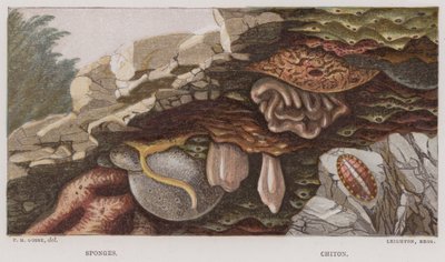 Svamper, Chiton (fargelitografi) av English School