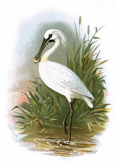 Skestork av English School