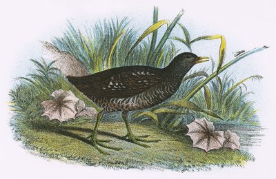 Spotted Crake av English School