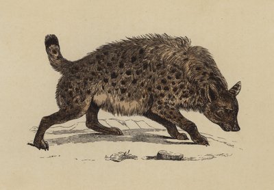 Flekkete hyena (fargelitografi) av English School