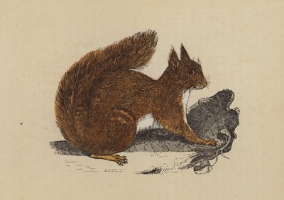 Ekorn (farge litho) av English School