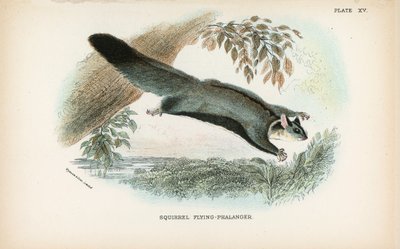 Ekorn Flying-Phalanger av English School