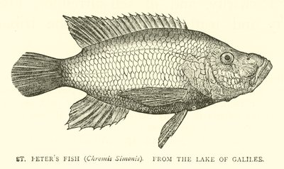 St Peters Fish (Chromis Simonis), fra Galileasjøen av English School