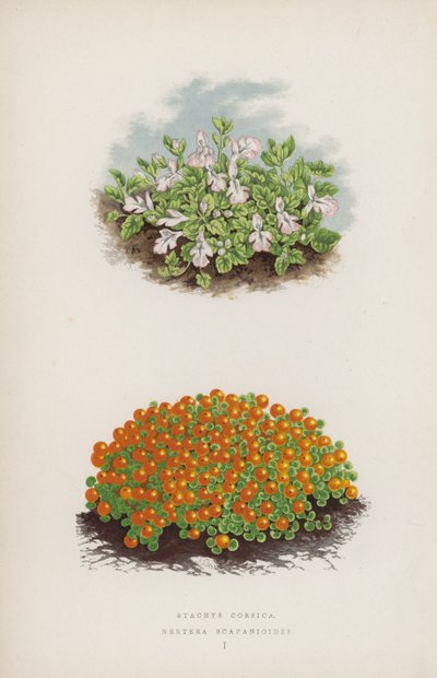 Stachys Corsica; Nertera Scapanioides (farge litho) av English School