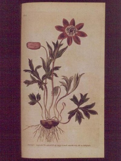 Star Anemone (Anemone hortensis), plate 123 fra William Curtis 