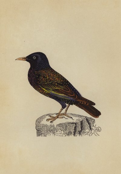Stær (farge litho) av English School