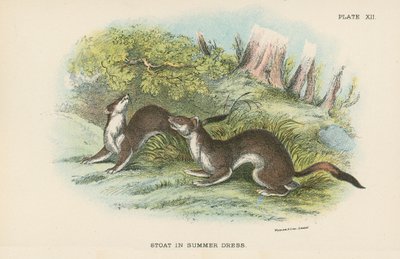 Stoat i sommerkjole av English School