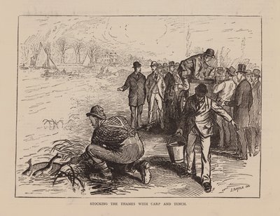 Utsetting av karpe og suter i Themsen (gravering) av English School